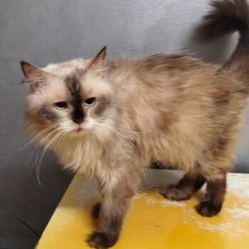 Morgan -  Himalayan Cat for Adoption in Brampton, Ontario - Morgan | PetCurious