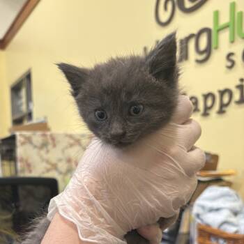 Rescue Domestic Medium Hair Cats for Adoption in Lynchburg, Virginia - Roz | PetCurious