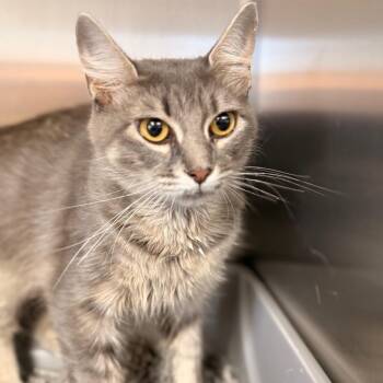 Twilight -  Domestic Short Hair Cat for Adoption in Cumming, Georgia - Twilight | PetCurious