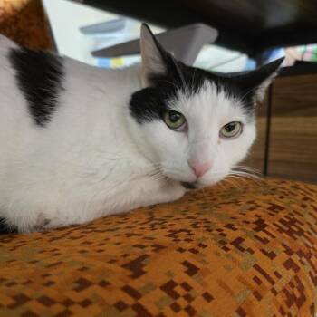 Mew -  Domestic Short Hair Cat for Adoption in Oshkosh, Wisconsin - Mew | PetCurious