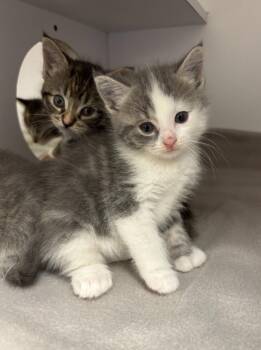 Domestic Short Hair Cats Available for Adoption in Liverpool, New York - Poppy | PetCurious