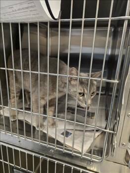 Domestic Short Hair Cats Available for Adoption in Houston, Texas - LUCKY | PetCurious