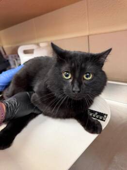 Jasper -  Domestic Short Hair Cat for Adoption in Bossier City, Louisiana - Jasper | PetCurious