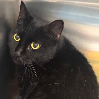 Princess Raven -  Domestic Short Hair Cat for Adoption in Tampa, Florida - Princess Raven | PetCurious