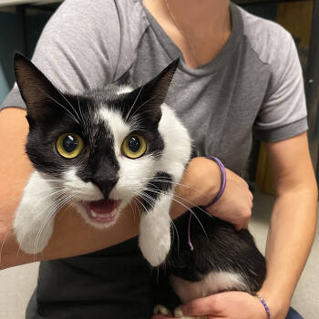 Rescue Domestic Short Hair Cats for Adoption in Dickson, Tennessee - Dazzle | PetCurious