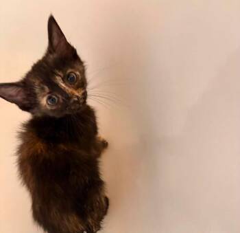 Shelby -  Tortoiseshell Cat for Adoption in Clarksville, Tennessee - Shelby | PetCurious