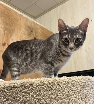 Tabby and Domestic Short Hair Cats Available for Adoption in Dallas, Texas - Zara | PetCurious