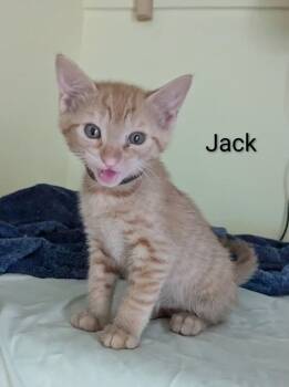Jack -  Domestic Short Hair Cat for Adoption in Nacogdoches, Texas - Jack | PetCurious