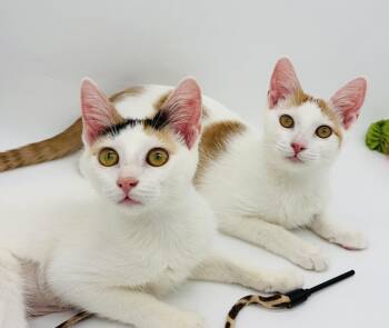 Heartly & Harbor -  Turkish Van and Domestic Short Hair Cat for Adoption in Lucedale, Mississippi - Heartly & Harbor | PetCurious