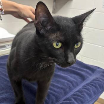 Jhin -  Domestic Short Hair Cat Available for Adoption in Corpus Christi, Texas - Jhin | PetCurious