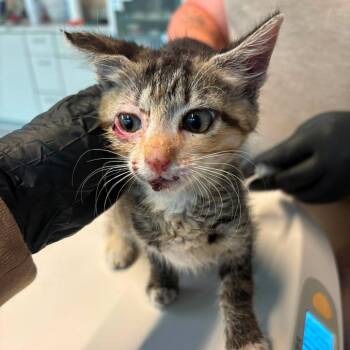 Prissy -  Domestic Short Hair Cat for Adoption in Huntington, West Virginia - Prissy | PetCurious