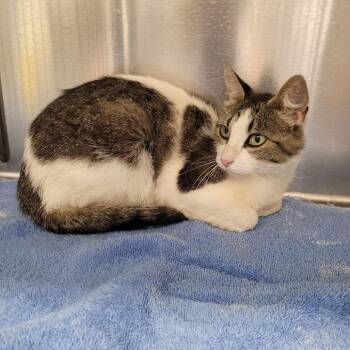 Sylvie -  Domestic Short Hair Cat for Adoption in Murray, Utah - Sylvie | PetCurious