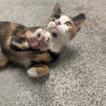 Cali -  Calico Cat for Adoption in Athol, Massachusetts - Cali | PetCurious