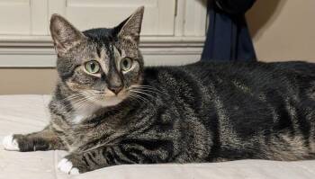 Kie -  Tabby Cat for Adoption in Boston, Massachusetts - Kie | PetCurious