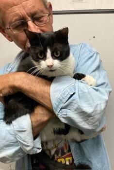 Rescue Domestic Short Hair and Tuxedo Cats for Adoption in Macedonia, Ohio - Doug | PetCurious
