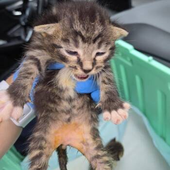Union -  Domestic Short Hair Cat for Adoption in Newark, New Jersey - Union | PetCurious