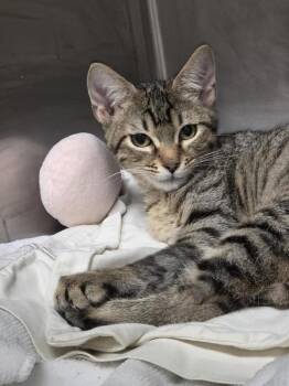 Antonia The Tiger -  Domestic Short Hair Cat for Adoption in Austin, Texas - Antonia The Tiger | PetCurious