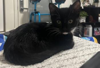 Tuesday -  Domestic Short Hair Cat for Adoption in Hollister, California - Tuesday | PetCurious