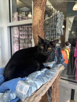 Domestic Long Hair Cats Available for Adoption in Johnson City, Tennessee - Aro (Spring) | PetCurious