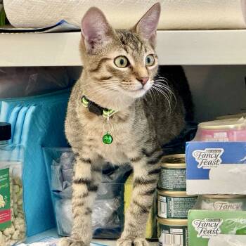 Rescue Domestic Short Hair Cats for Adoption in Wilsonville, Oregon - Rafferty (bonded With Lottie) | PetCurious