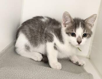 Rick -  Domestic Short Hair Cat for Adoption in Rochester, Indiana - Rick | PetCurious
