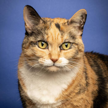 Rescue Domestic Short Hair Cats for Adoption in Cumming, Georgia - Sparrow | PetCurious