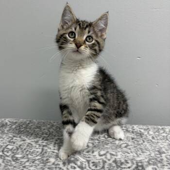 Sunny -  Domestic Short Hair and American Shorthair Cat for Adoption in Frankfort, Indiana - Sunny | PetCurious