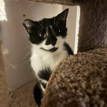 Rescue Domestic Short Hair Cats for Adoption in Veneta, Oregon - Flower | PetCurious