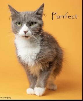 Purrfect -  Domestic Medium Hair Cat for Adoption in Lafayette, Colorado - Purrfect | PetCurious
