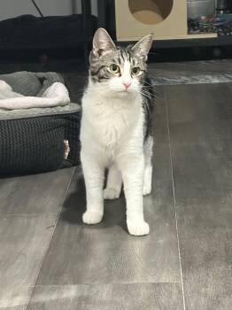 American Shorthair Cats Available for Adoption - Speck And Spock  | PetCurious