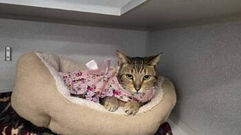 Domestic Short Hair Cats Available for Adoption in Bowling Green, Ohio - Lenore | PetCurious