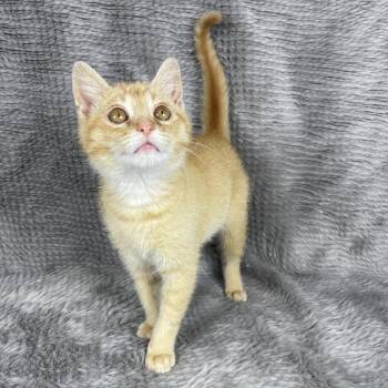 Domestic Short Hair Cats Available for Adoption - Sims - Andrea Foster | PetCurious