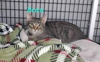 Beau -  Domestic Short Hair Cat Available for Adoption in Diamond Springs, California - Beau | PetCurious
