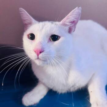 Domestic Short Hair Cats Available for Adoption in Los Angeles, California - Denni | PetCurious