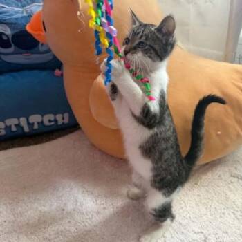 Reba -  Domestic Short Hair Cat for Adoption in Janesville, Wisconsin - Reba | PetCurious