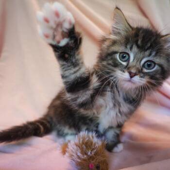 Domestic Long Hair Cats Available for Adoption in Bloomington, Illinois - Crash | PetCurious