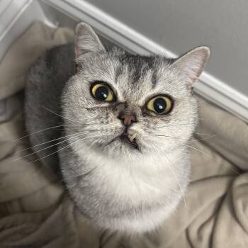 Rescue British Shorthair Cats for Adoption in Medford Lakes, New Jersey - Mildred | PetCurious