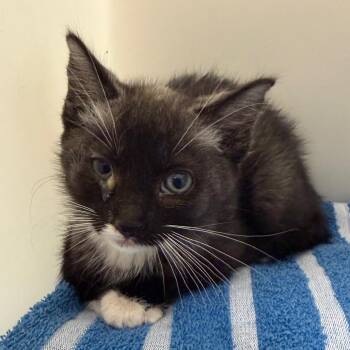 Good Vibes -  Domestic Short Hair Cat for Adoption in Reno, Nevada - Good Vibes | PetCurious
