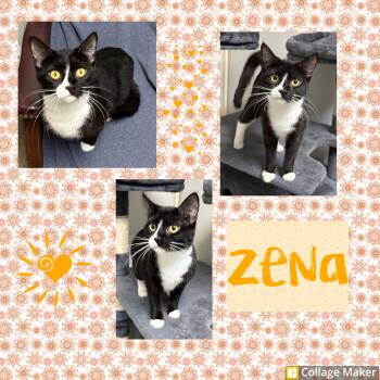 Domestic Short Hair Cats Available for Adoption in Clearfield, Pennsylvania - Zena | PetCurious