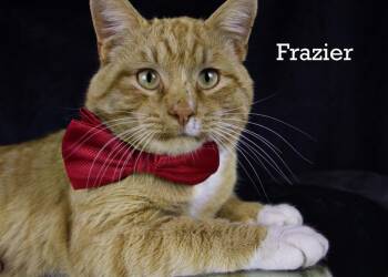 Tabby Cats Available for Adoption - Frazier | PetCurious