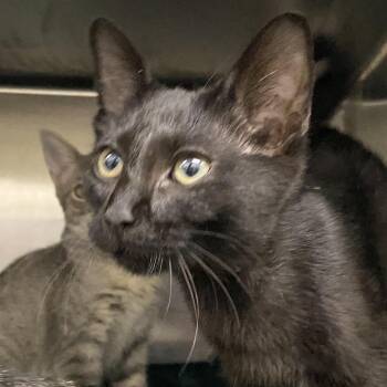 Binkie -  Domestic Short Hair Cat for Adoption in Corbin, Kentucky - Binkie | PetCurious