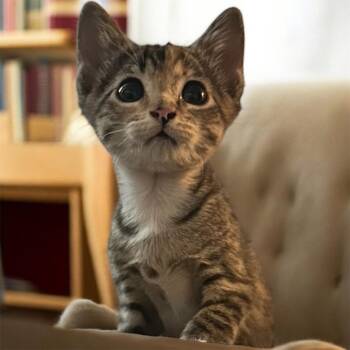 Cali -  Domestic Short Hair Cat for Adoption in Tulsa, Oklahoma - Cali | PetCurious