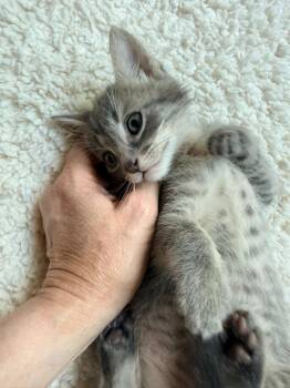 Grayson -  Tabby Cat for Adoption in San Antonio, Texas - Grayson | PetCurious