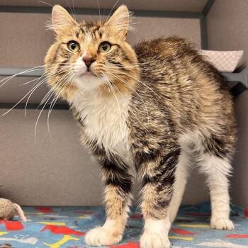 Beef Wellington -  Domestic Medium Hair Cat for Adoption in Waterloo, Iowa - Beef Wellington | PetCurious