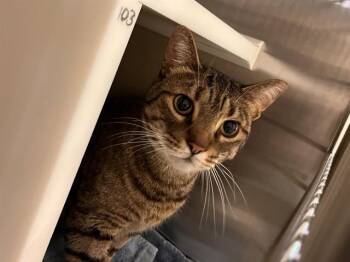 HAROLD -  Domestic Short Hair Cat for Adoption in Colorado Springs, Colorado - HAROLD | PetCurious