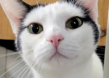 6506 Leah -  Domestic Short Hair Cat for Adoption in Hartwell, Georgia - 6506 Leah | PetCurious