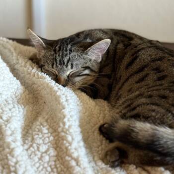 Rescue Tabby Cats for Adoption in Phoenix, Arizona - Mia | PetCurious