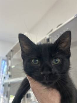 Rescue Domestic Short Hair Cats for Adoption in Ojai, California - PEDRO | PetCurious