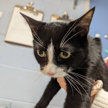 Frankenberry -  Domestic Short Hair Cat for Adoption in Dekalb, Illinois - Frankenberry | PetCurious