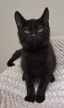 Domestic Short Hair Cats Available for Adoption in Fremont, Ohio - Baloo | PetCurious